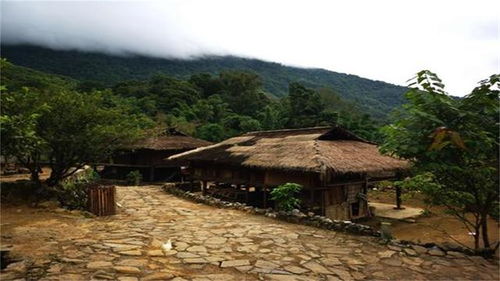 云南省最有钱的村庄,山中种的都是 摇钱树 ,每家都是千万富翁