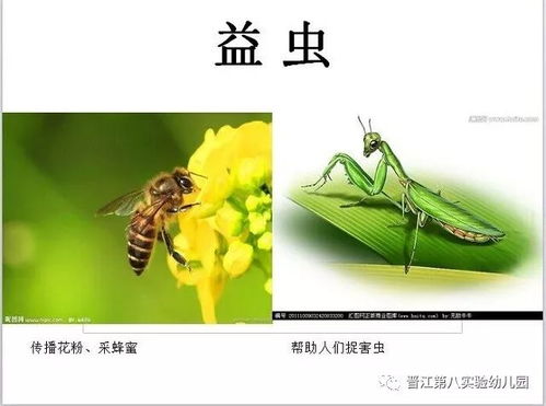 蝴蝶是益虫还是害虫(蝴蝶属于益虫还是害虫)