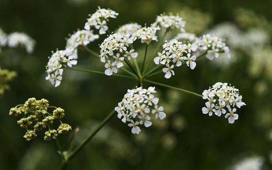 8月,桃花朵朵,情深款款,苦恋旧爱,矢志不渝,换来一世深情 龙的 