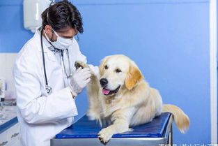 我国宠物药产业现状与发展趋势,完善宠物药业体系,促进兽药发展 