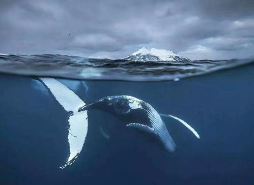 地球上最大的蓝鲸,每次排出2吨粪便,为何被称为海洋中的钻石