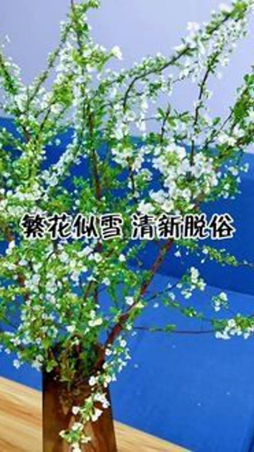 9.9买的雪柳干支,以为养不活,开花后,女朋友都说它太治愈了 雪柳 