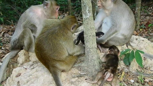 三只猴妈带三只宝,小猴子还想争宠 