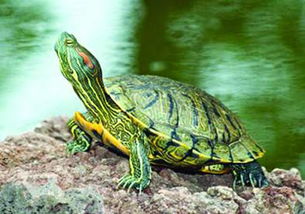 巴西龟长期泡水里会死吗,巴西龟一天到晚放在水里面他也不会淹死呀。那一天到晚放在陆地上会不会渴死？