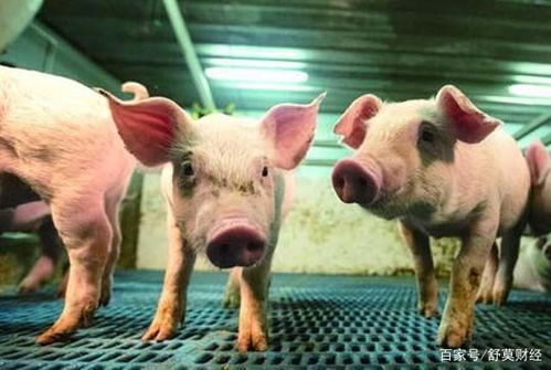 中国养猪大王,从22头猪养到600多万头,猪价大涨后,今年如何