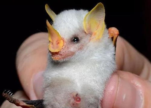 那种超萌的白色蝙蝠,能否帮助同类改变 吸血蝙蝠 印象