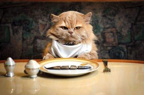 小猫什么都不吃怎么办 