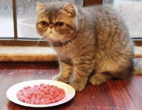 养宠经验 猫咪吃那种乳酶生不软便,猫咪软便可以吃乳酶生吗