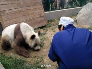 棕白色大熊猫惊现中国秦岭 网友 七仔你掉色了吗