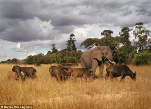 非洲大象自幼失去父母拒绝融入同类,最终加入水牛群,还成了首领