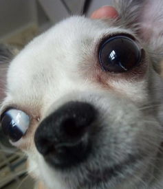 狗狗眼睛里有这么一条亮白色的东西,在瞳孔的下方,左眼明显,右眼不 