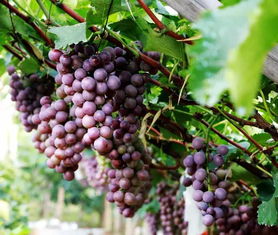 约约约 开心农场葡萄采摘季开始啦 味美多汁的葡萄等你来 