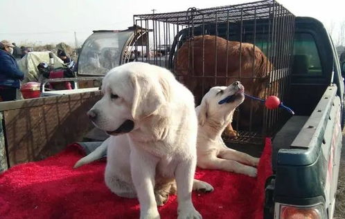 真实拍摄唐山最大狗狗市场,有一种狗免费送,摊主还会送鸡内脏