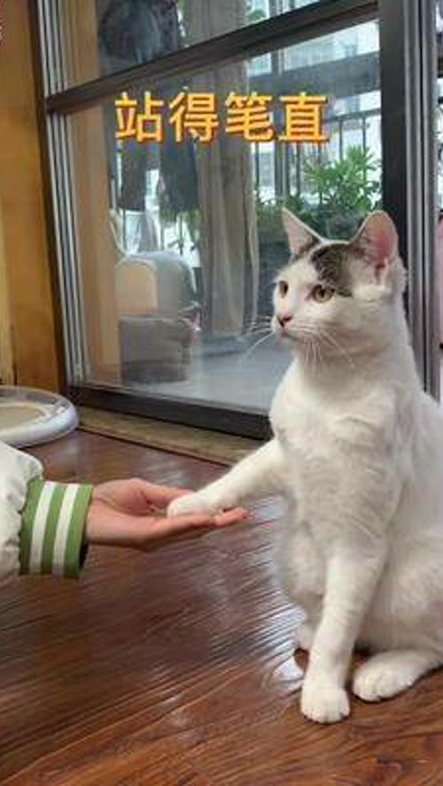 我妈说猫比我聪明 猫握手 猫咪成精 像狗一样的猫 
