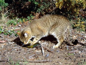 揭开澳大利亚物种灭绝幕后杀手 猫和狐狸