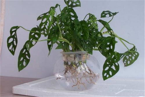 水培龟背竹的养殖方法和注意事项,水培龟背竹怎样立起来