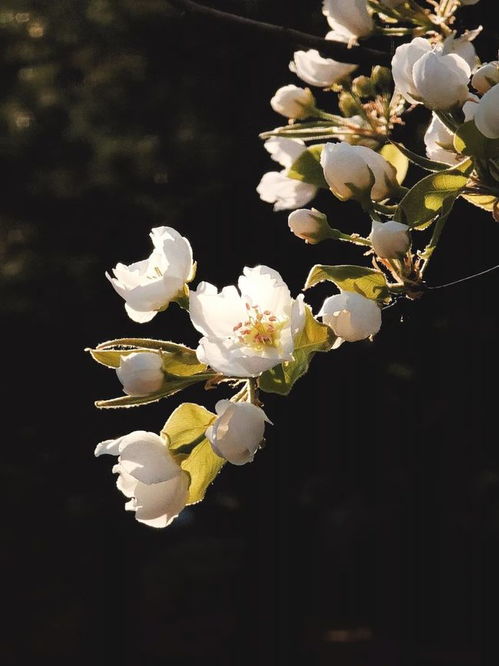 春暖花开,这样拍花才好看