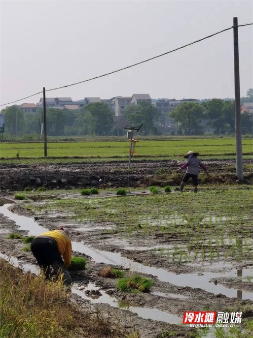 阳春四月春风暖 冷水滩农户插田忙