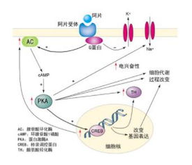 高中生物选修3基因工程核心知识点 