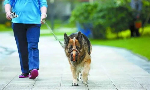 每户限养一只犬 株洲市城市养犬管理条例 明年5月1日起施行