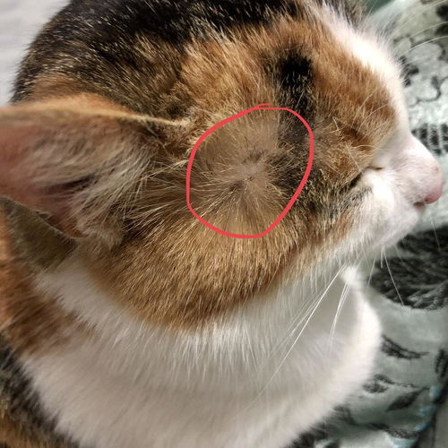 请问猫猫头上的黑斑是什么啊 