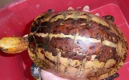 龟腐皮和烂甲治疗
