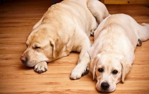 法国斗牛犬具有中国血统 柯基原来是牧牛犬 科普狗狗背后的真相