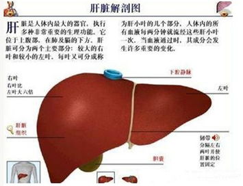 关于肝的知识