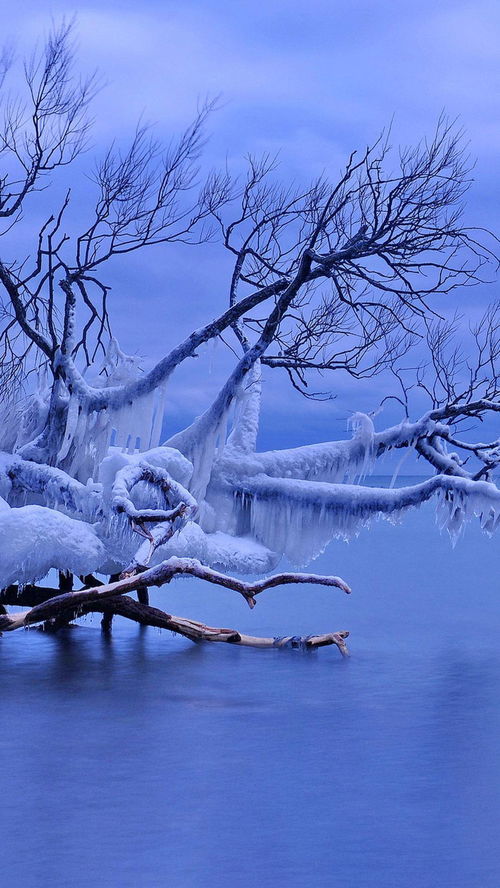 冬天雪景高清手机壁纸 图片搜索