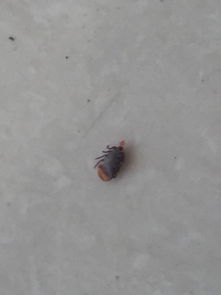 这个是什么虫子,刚刚我摸我家的狗狗摸到这个东西,我以为是脏东西就在毛里面剥了半天找到是只虫子 