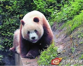 棕色大熊猫似北极熊泰迪综合体 网友 还是黑白好看 