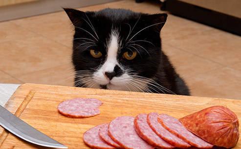 天天只知道给猫咪吃猫粮,殊不知这6种肉,非常适合猫咪吃