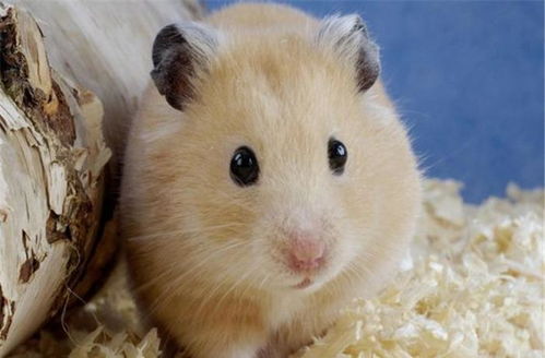 饲养仓鼠有危险吗 它们会把传染疾病带给人类吗 