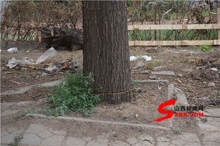 朔州民福花园小区遭恶意砍树破坏 相关部门 踢皮球