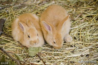 夏季养兔应防止中暑,兔子中暑的救治方法