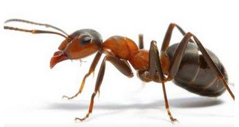蚂蚁是不是一个爱干净的昆虫,