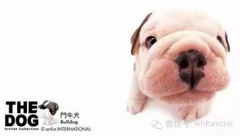萌萌哒 38种世界名犬宝宝的满月照 