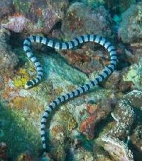 灰蓝扁尾海蛇 