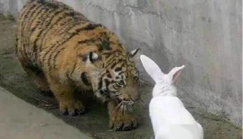 管理员扔进一只兔子给老虎加餐,随后兔子的行为让他瞪大眼睛