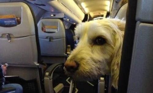 狗狗第一次坐飞机,表情超淡定,一看就是 老司机