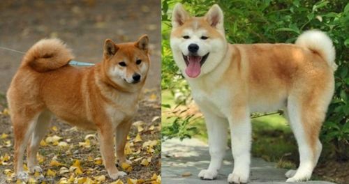 秋田犬和柴犬的区别