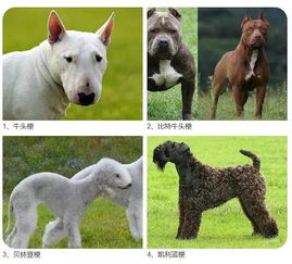 宁波人注意了 这28种烈性犬禁止饲养