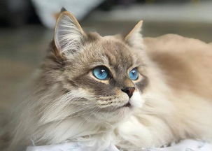 任何年龄段的猫都可能患 白内障 ,日常眼部检查很重要