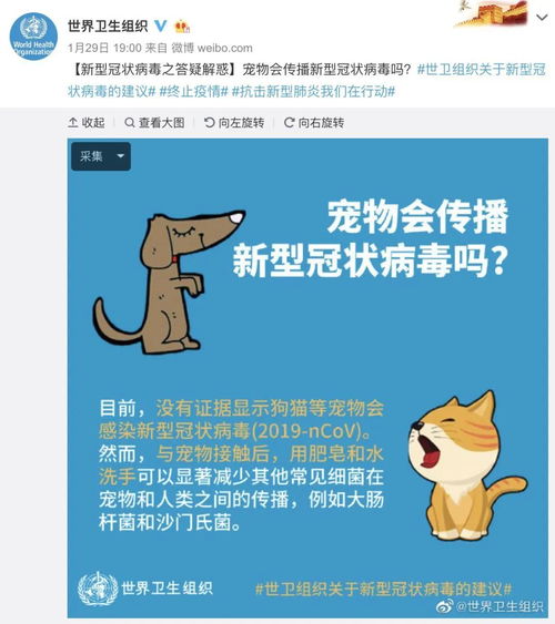 香港确诊狗感染新冠病毒 专家 未发现宠物能再传人