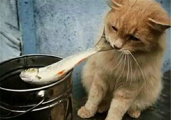 没有不爱吃腥的猫,当心猫猫也会被鱼刺卡到哦 
