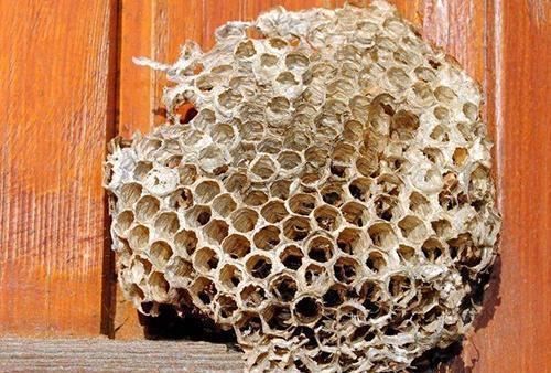 蜂巢里的蜂蜜是怎么形成的 