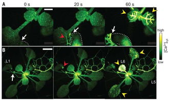 科学家首次看清植物防御过程 没有神经也能迅速反应 