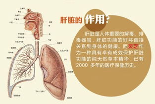 我是一个肝硬化的患者，现在网上有说什么罪新的DNA基因治疗法说是可以治愈肝硬化。请问是真的吗？