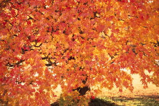 秋天森林树林树木季节风景丛林风光图片素材 模板下载 5.06MB 其他大全 标志丨符号 