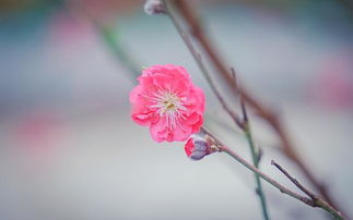 2018年最后几天,正桃花降临在这几个星座身边,带来美好爱情